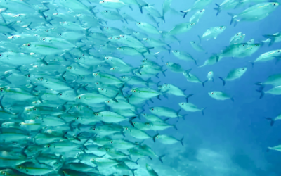 Reopened Marianas waters could create new fishing opportunities