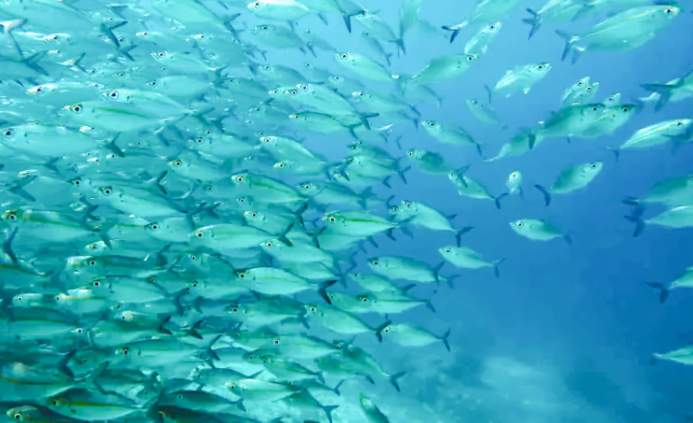 Reopened Marianas waters could create new fishing opportunities